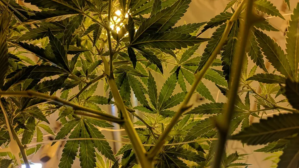 Navigating Payment Processors: A Guide for Cannabis Retailers