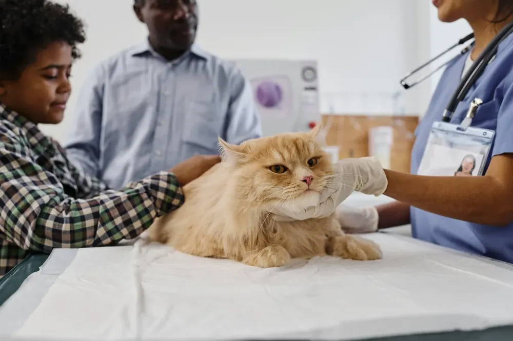 How to Set Up Credit/Debit Card Payment Systems for Veterinary Clinics