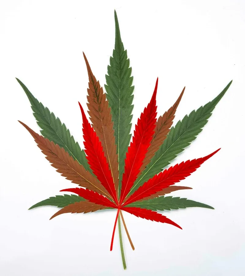 Streamlining CBD Retail: The Power of Integrated mPOS Systems